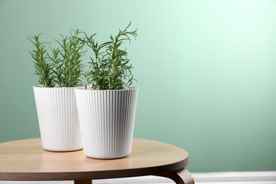 Aromatic green potted rosemary on wooden table indoors, space for text