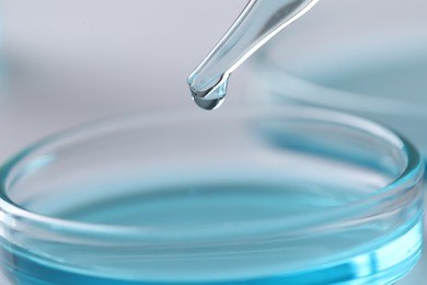 Photo of Dripping liquid from pipette into petri dish on blurred background, closeup. Laboratory analysis