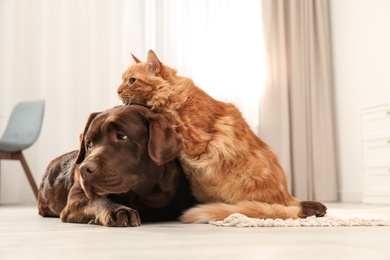 Cat and dog together on floor indoors. Fluffy friends
