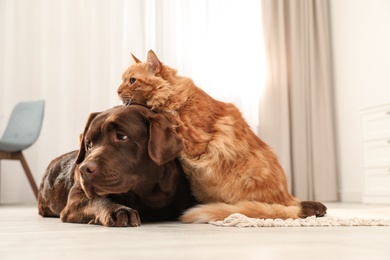 Photo of Cat and dog together on floor indoors. Fluffy friends