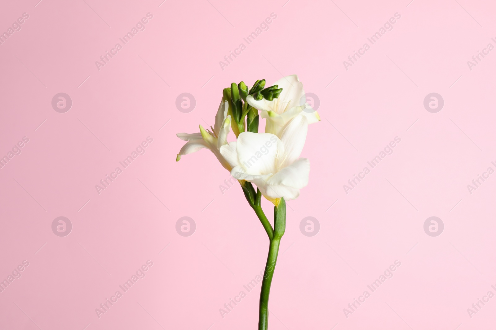 Photo of Beautiful freesia flowers on light pink background