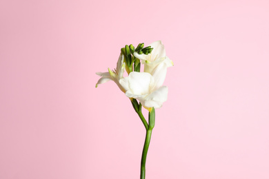 Photo of Beautiful freesia flowers on light pink background