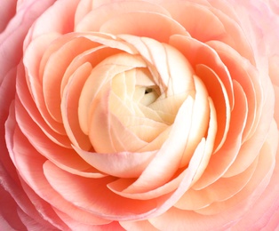 Photo of Beautiful fresh ranunculus flower on white background, closeup