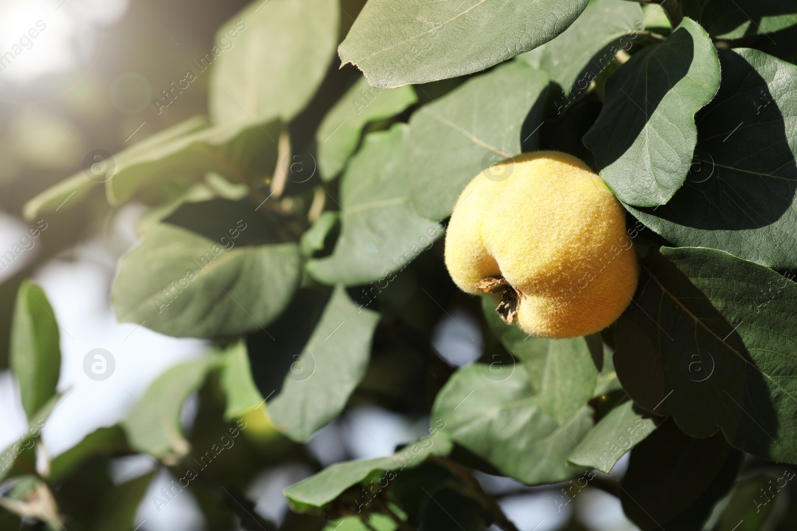 Photo of Closeup view of quince tree with ripening fruit outdoors