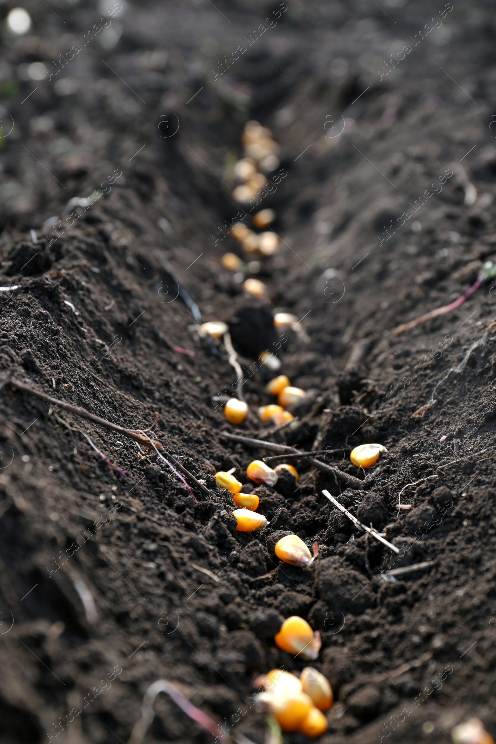 Photo of Corn seeds in fertile soil. Vegetables growing