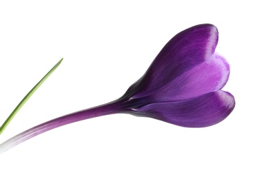 Beautiful spring crocus flower on white background