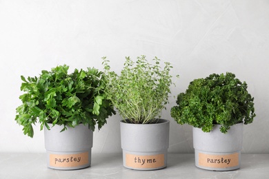 Photo of Seedlings of different aromatic herbs in pots with name labels on grey marble table near white wall