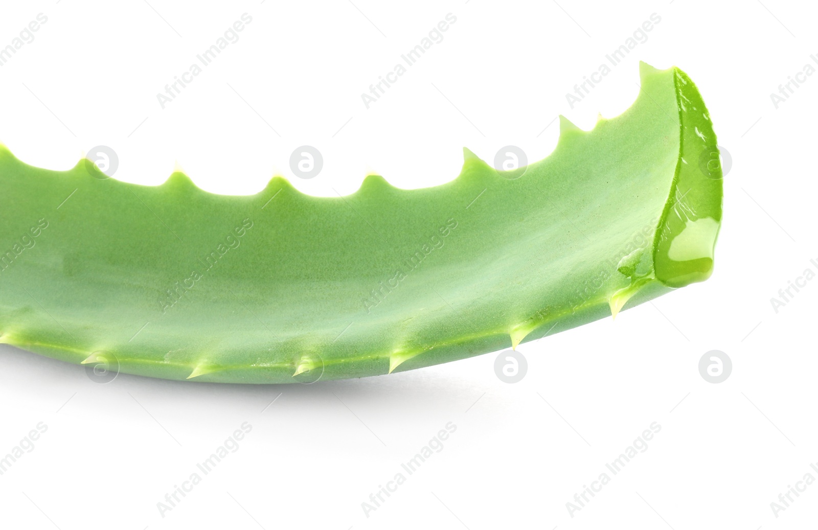 Photo of Green aloe vera leaf isolated on white