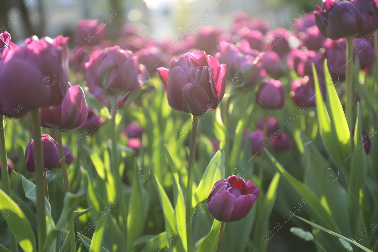 Photo of Beautiful purple tulips growing outdoors on sunny day. Spring season