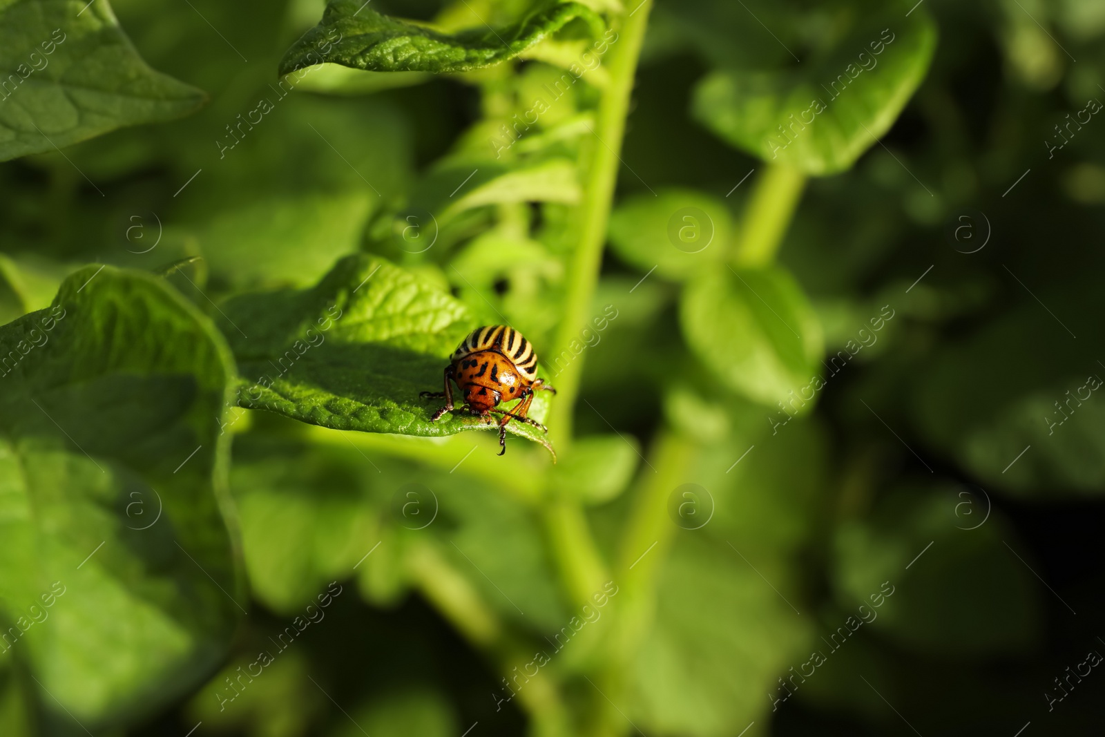 Photo of Colorado potato beetle on green plant outdoors, closeup