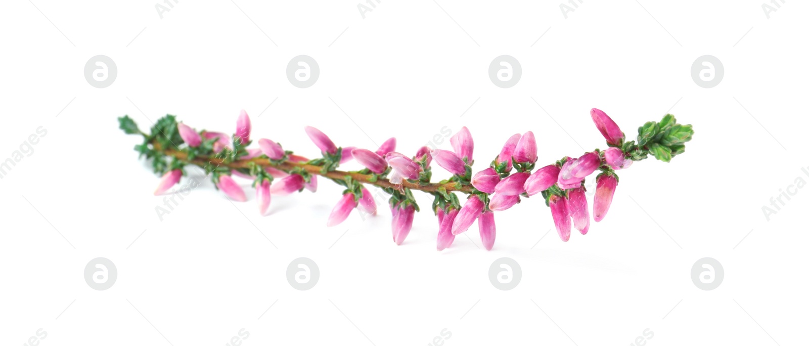 Photo of Sprig of heather with beautiful flowers isolated on white