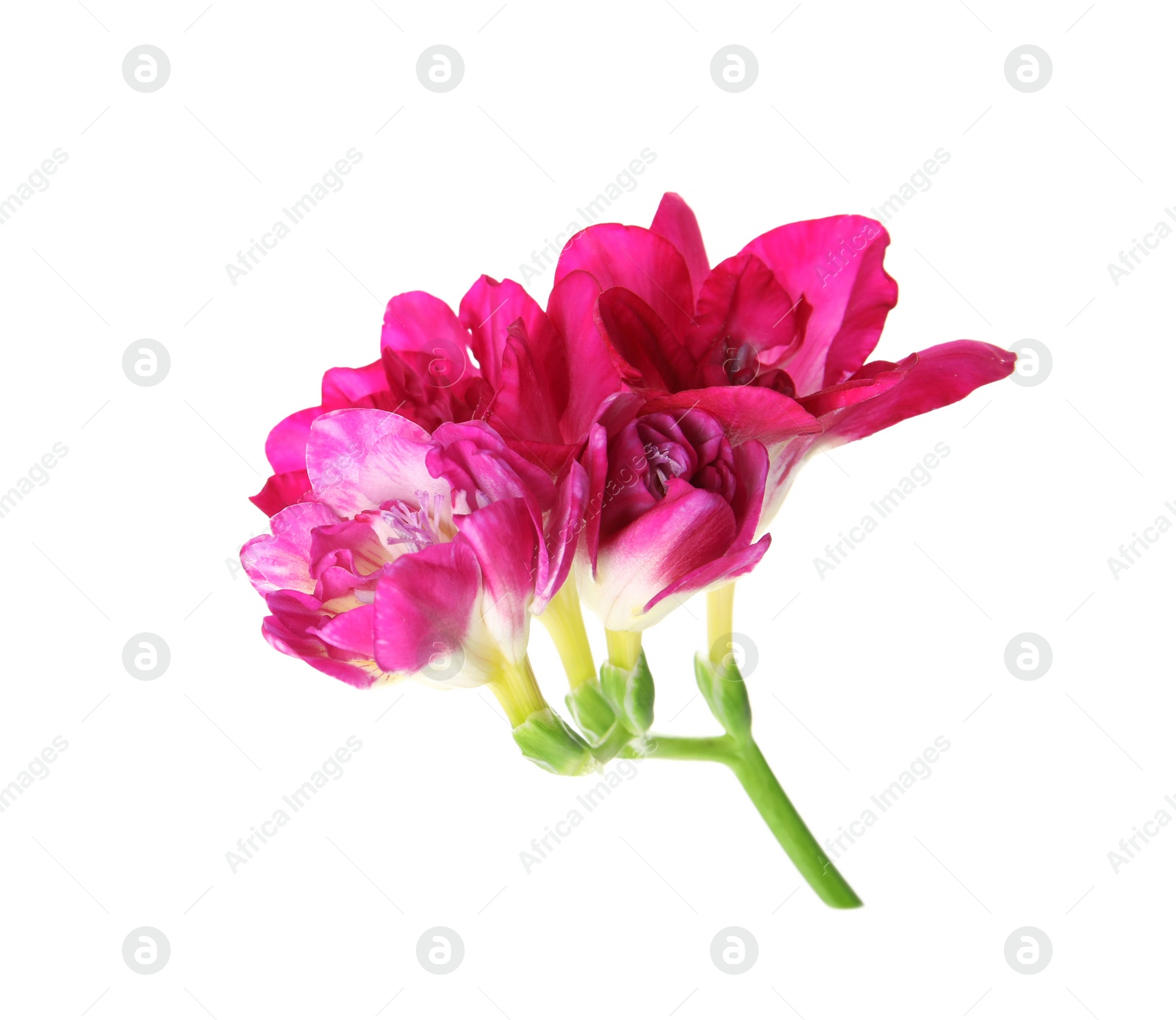 Photo of Beautiful spring freesia flower isolated on white