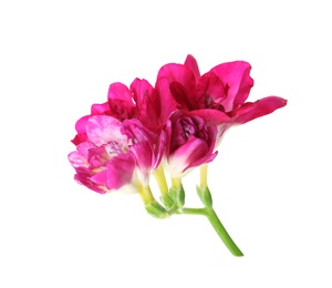 Photo of Beautiful spring freesia flower isolated on white