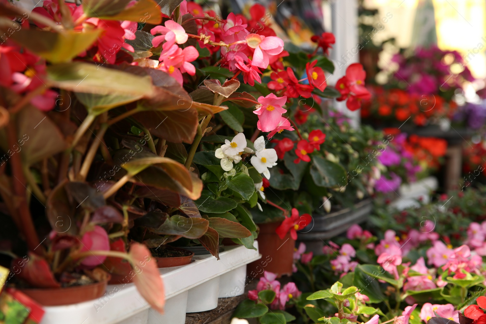 Photo of Beautiful flowers in plant pots on display outdoors, closeup