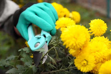 Photo of Woman wearing gloves pruning beautiful yellow flowers by secateurs in garden, closeup
