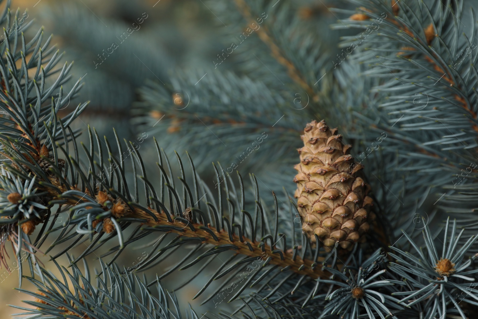 Photo of Blue spruce branches with cone outdoors, closeup