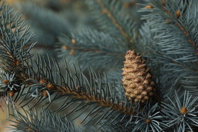 Photo of Blue spruce branches with cone outdoors, closeup