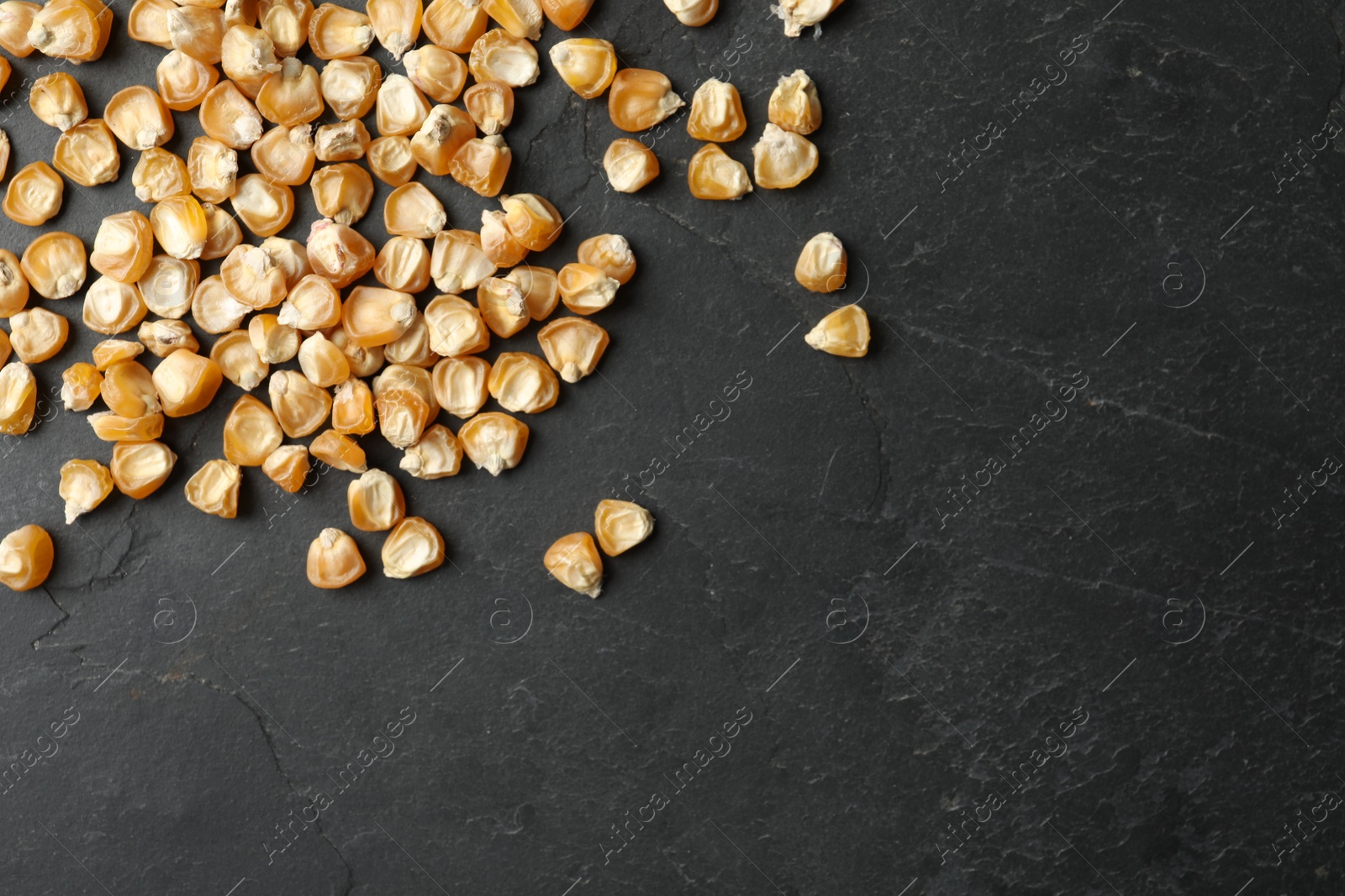 Photo of Raw dry corn seeds and space for text on grey background, flat lay. Vegetable planting