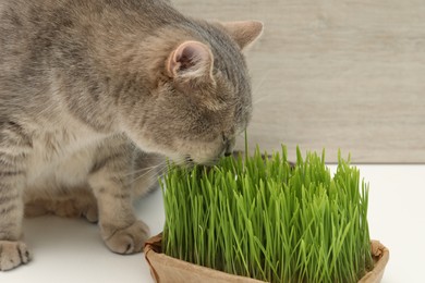 Cute cat eating fresh green grass on white surface, closeup