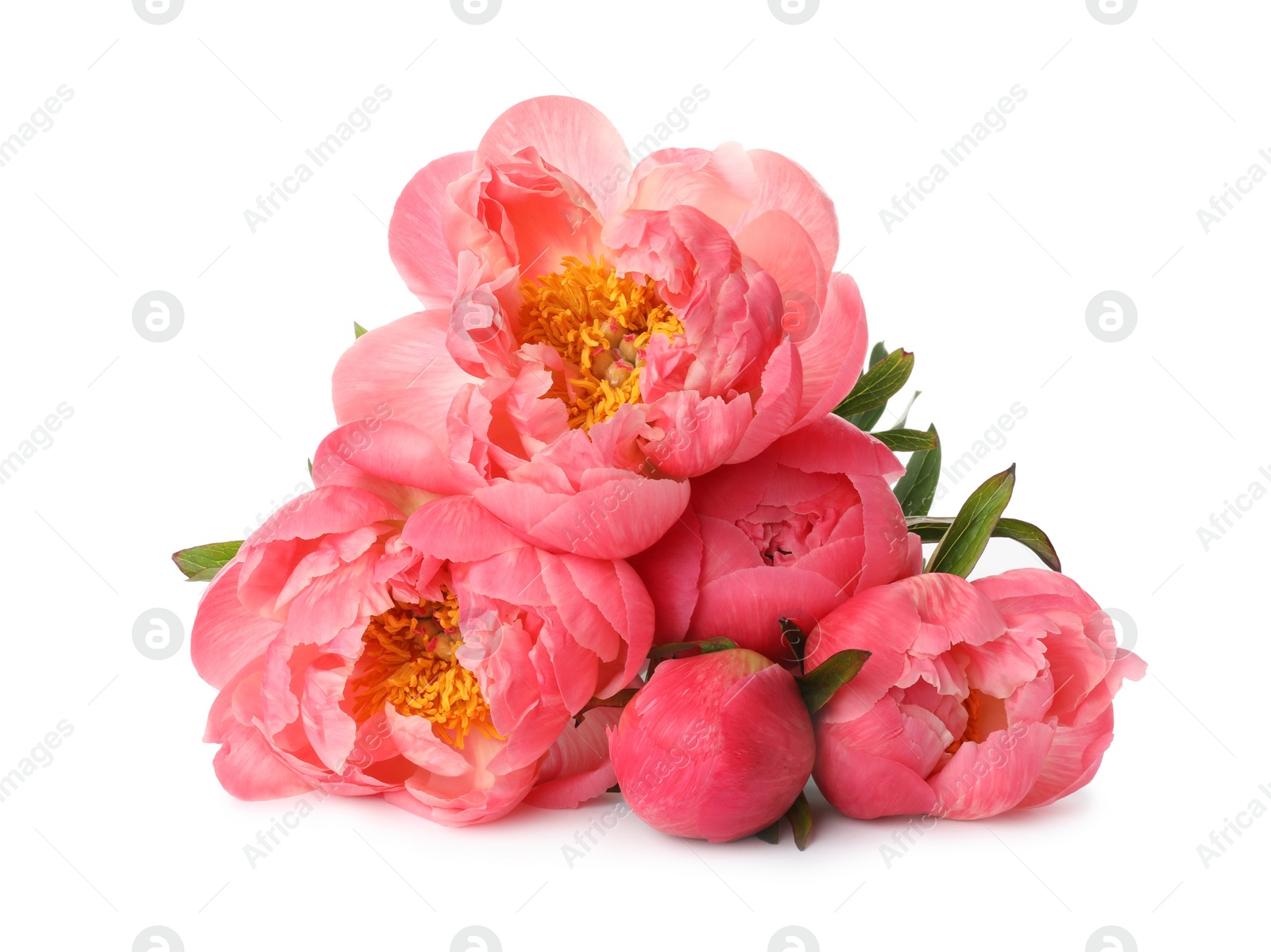 Photo of Beautiful pink peony bouquet isolated on white