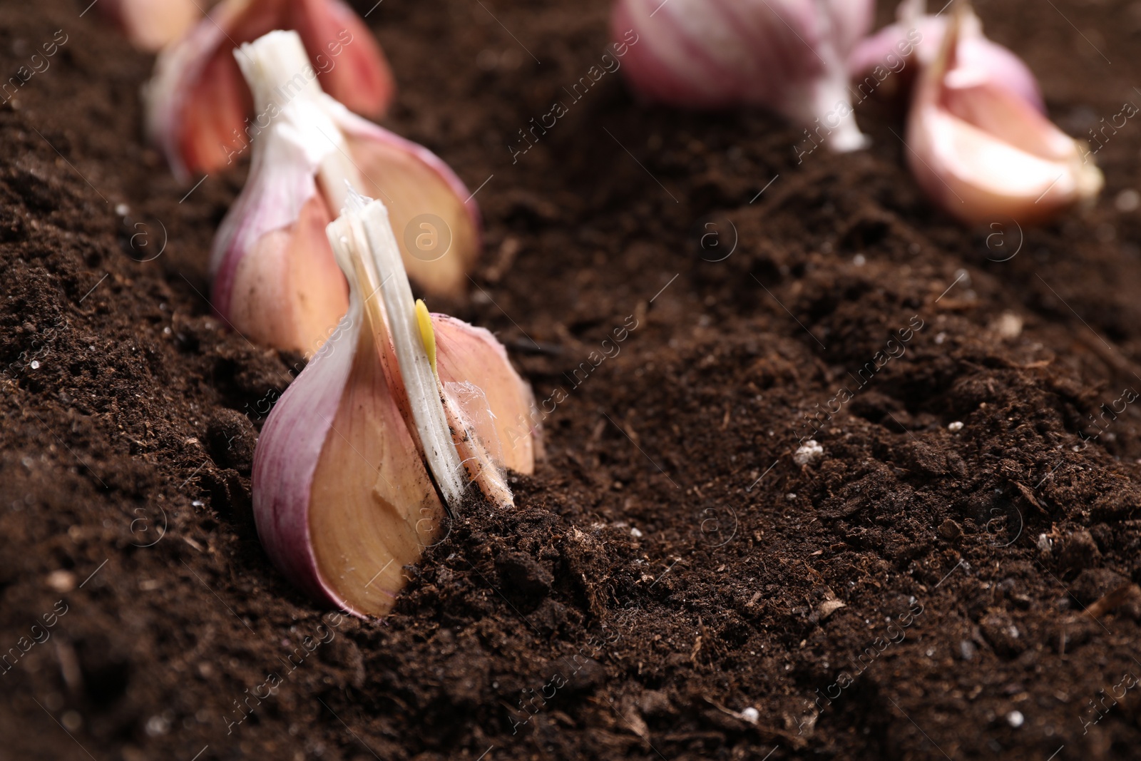 Photo of Vegetable planting. Cloves of garlic in fertile soil, closeup. Space for text