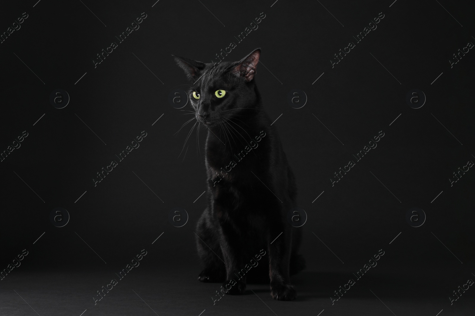 Photo of Adorable cat with green eyes on black background, space for text. Lovely pet