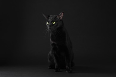 Photo of Adorable cat with green eyes on black background, space for text. Lovely pet