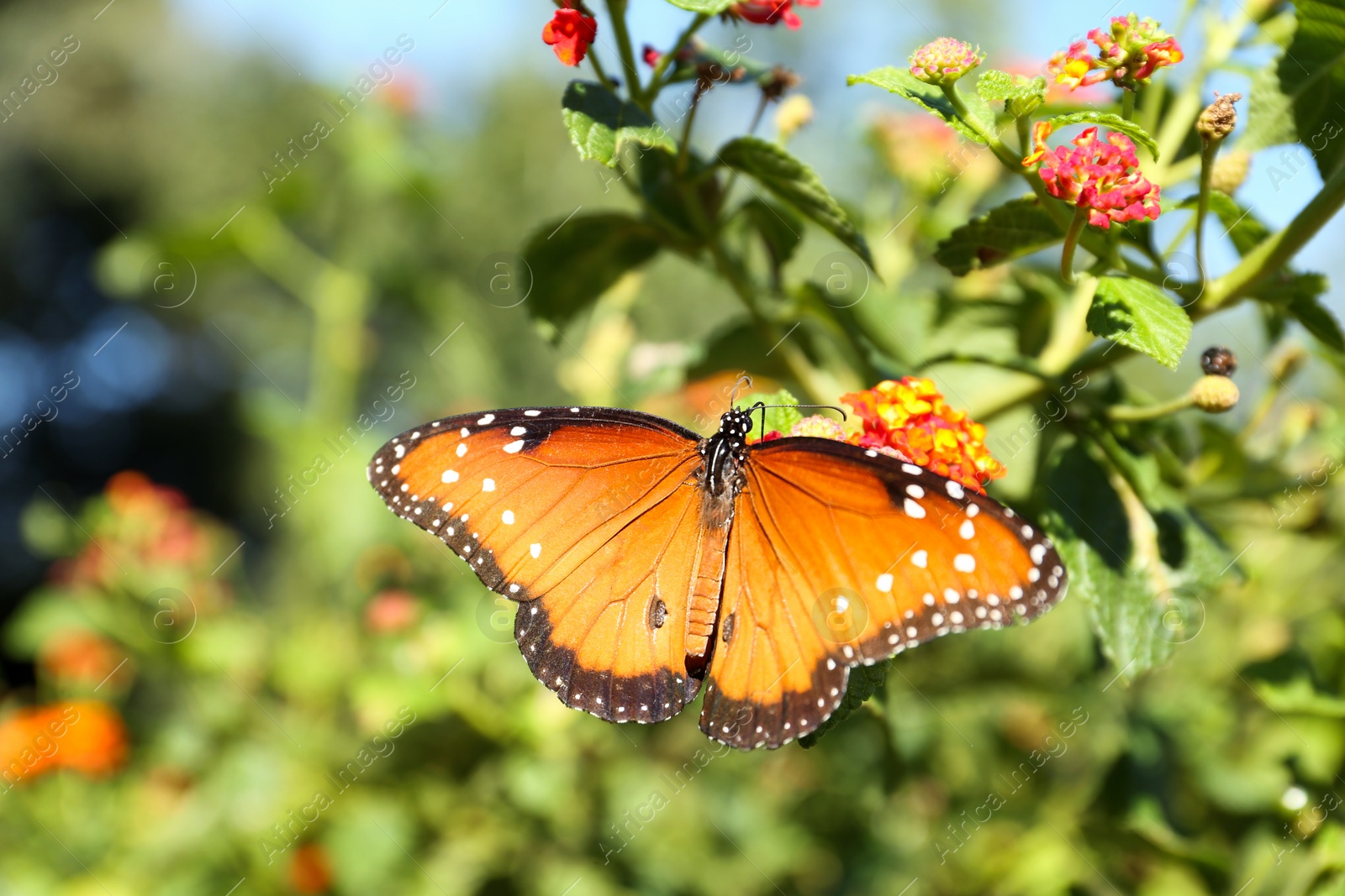 Photo of Beautiful orange Monarch butterfly on plant outdoors