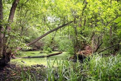 Picturesque view of green forest with swamp