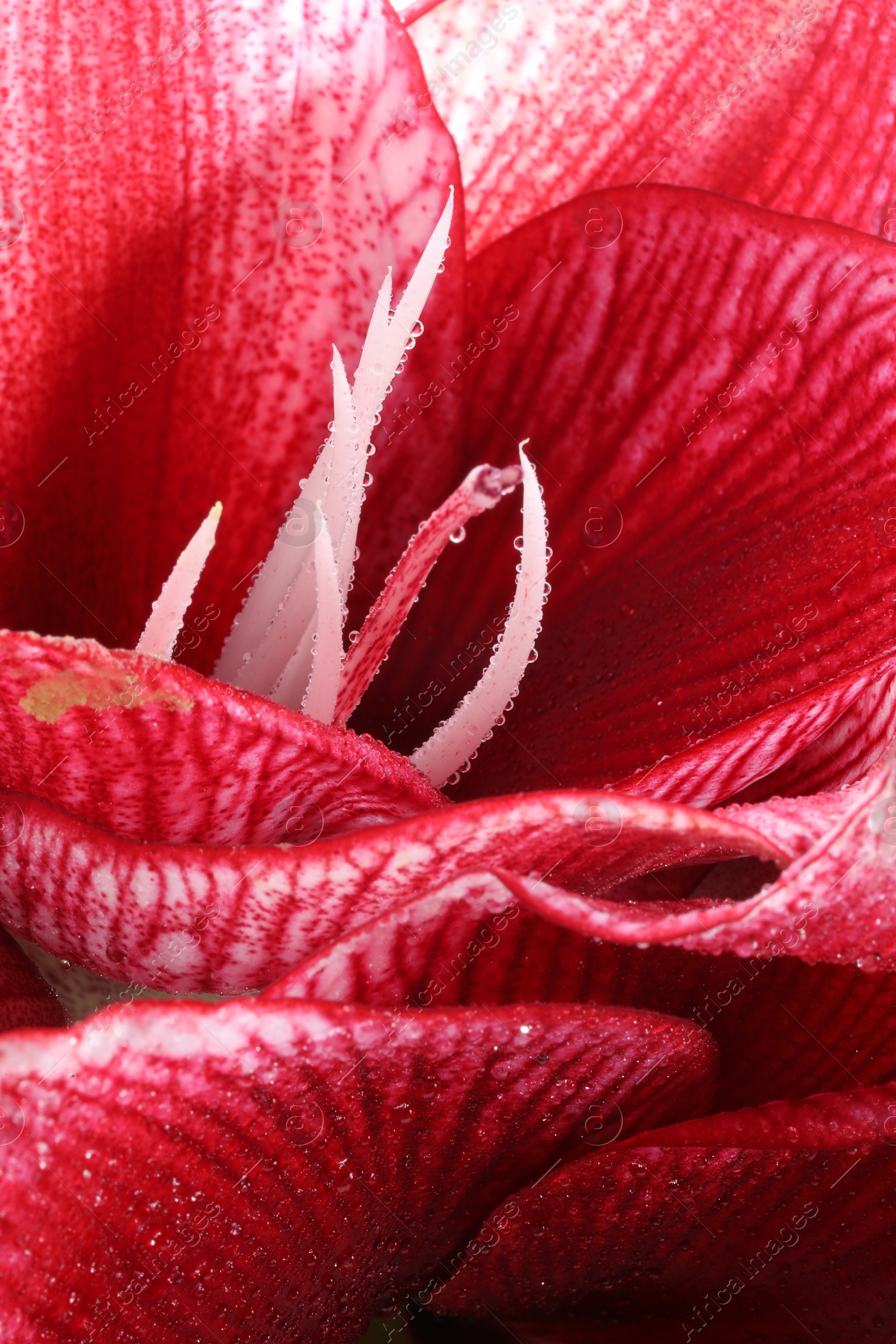 Photo of Beautiful red amaryllis flower with water drops as background, macro view