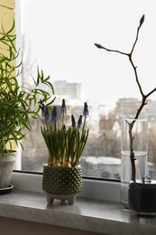 Photo of Beautiful muscari flower, tree branch with buds and houseplant on window sill indoors. Spring time