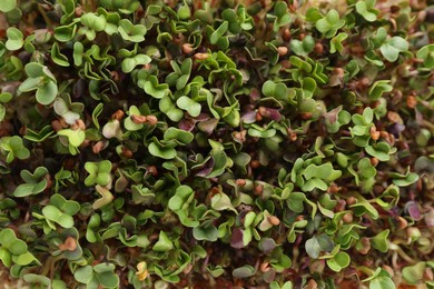 Photo of Growing microgreen. Many fresh radish sprouts as background, top view