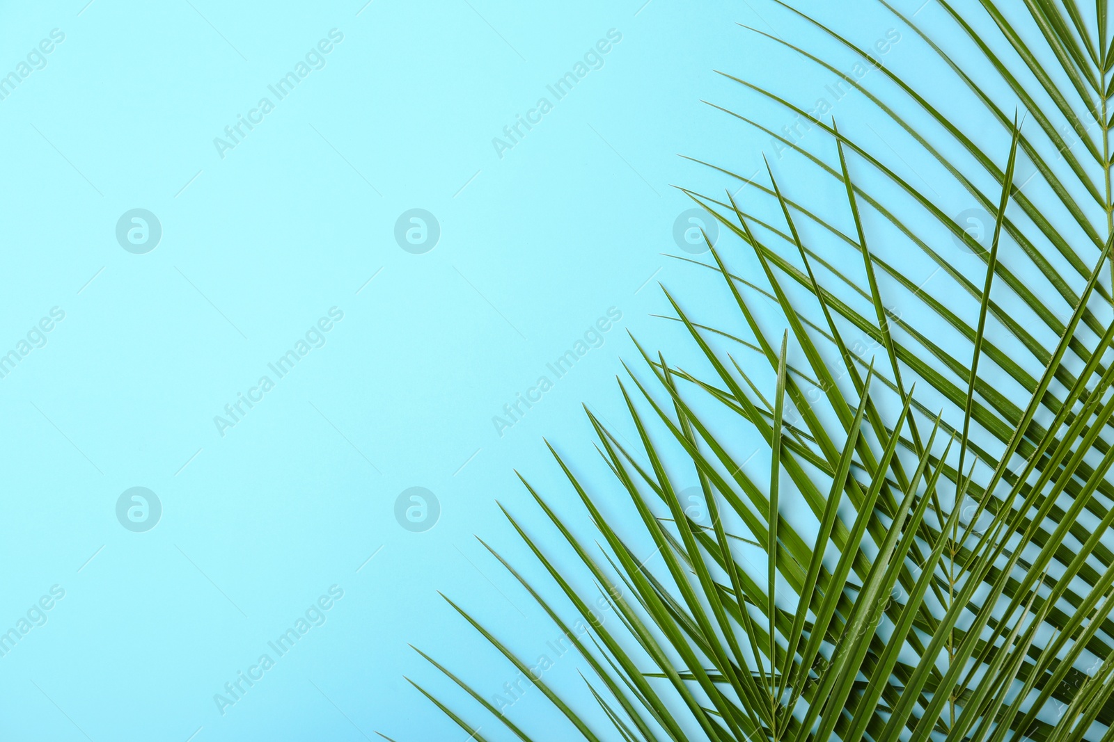 Photo of Fresh tropical date palm leaves on color background, top view