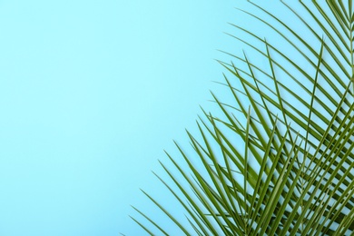 Photo of Fresh tropical date palm leaves on color background, top view
