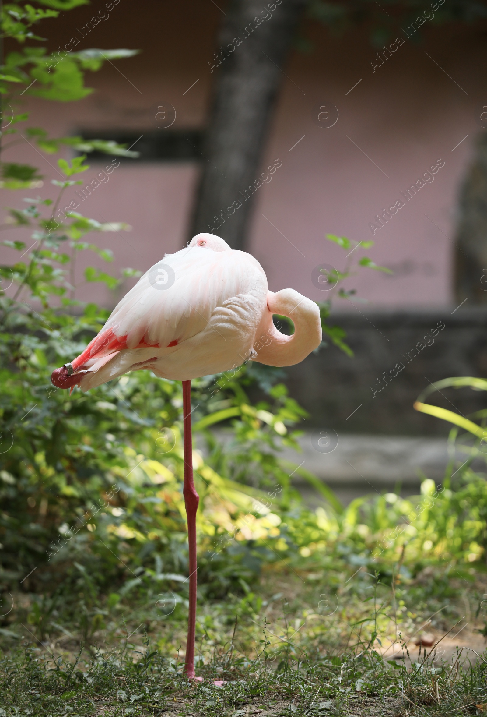 Photo of Beautiful greater flamingo in zoo. Wading bird