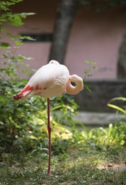Beautiful greater flamingo in zoo. Wading bird