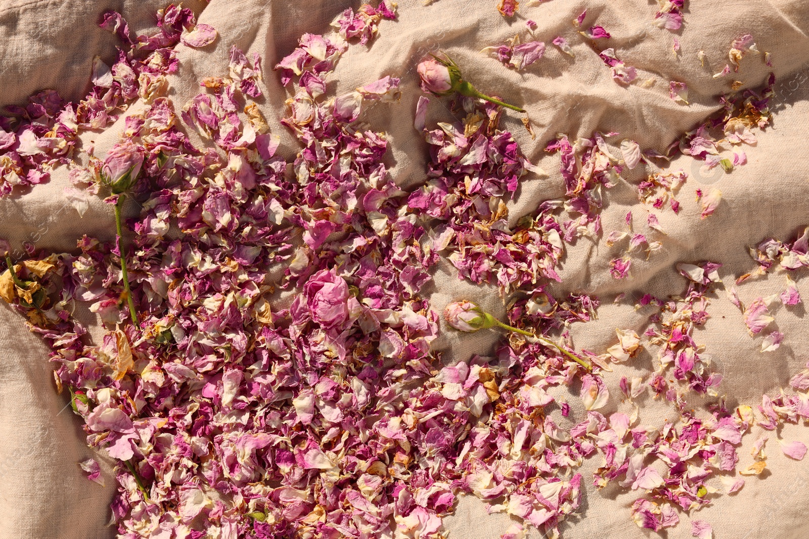 Photo of Scattered dried tea rose flowers and petals on beige fabric, top view