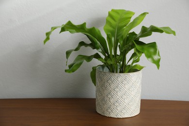 Photo of Beautiful fresh potted fern on wooden table