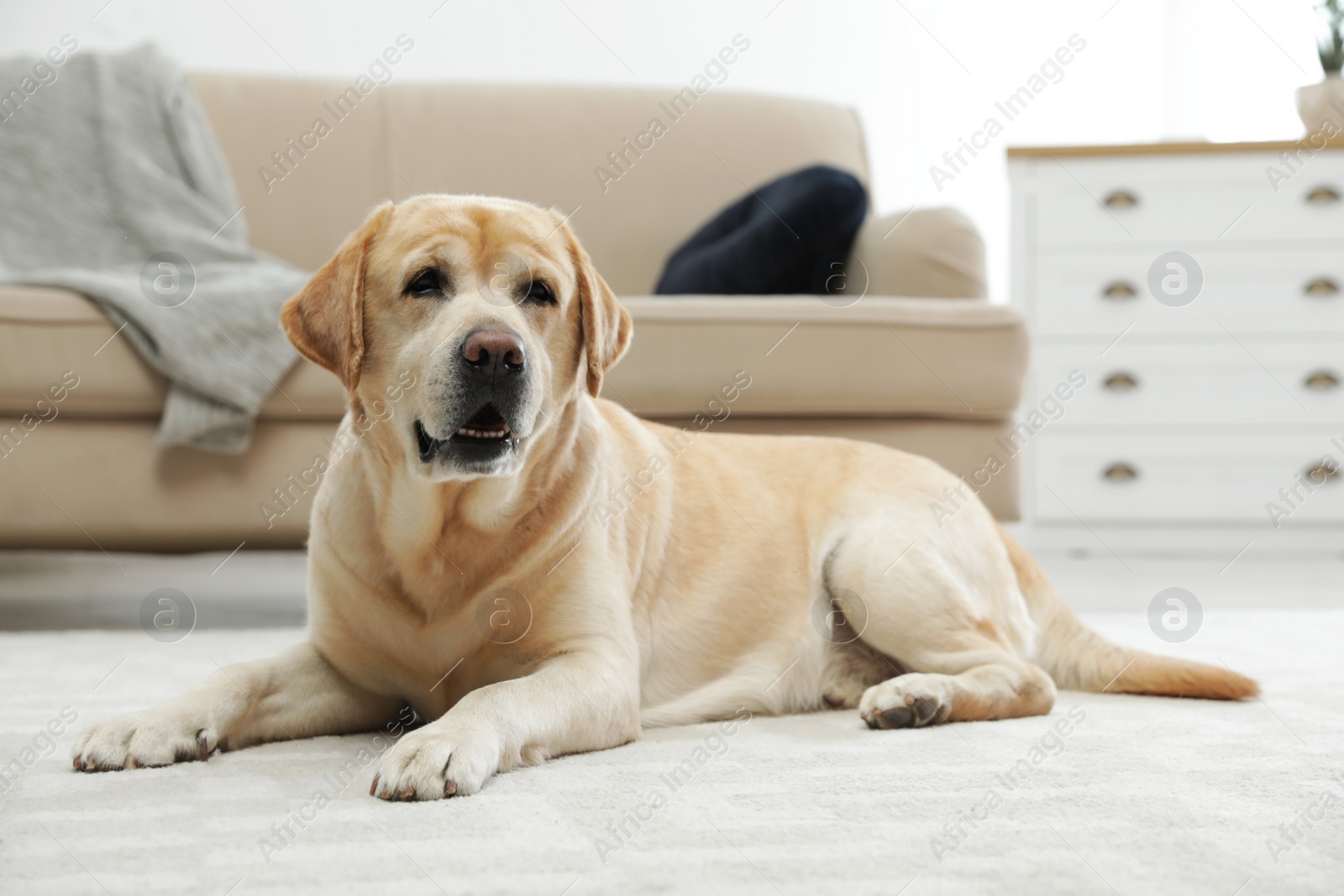 Photo of Yellow labrador retriever lying on floor indoors