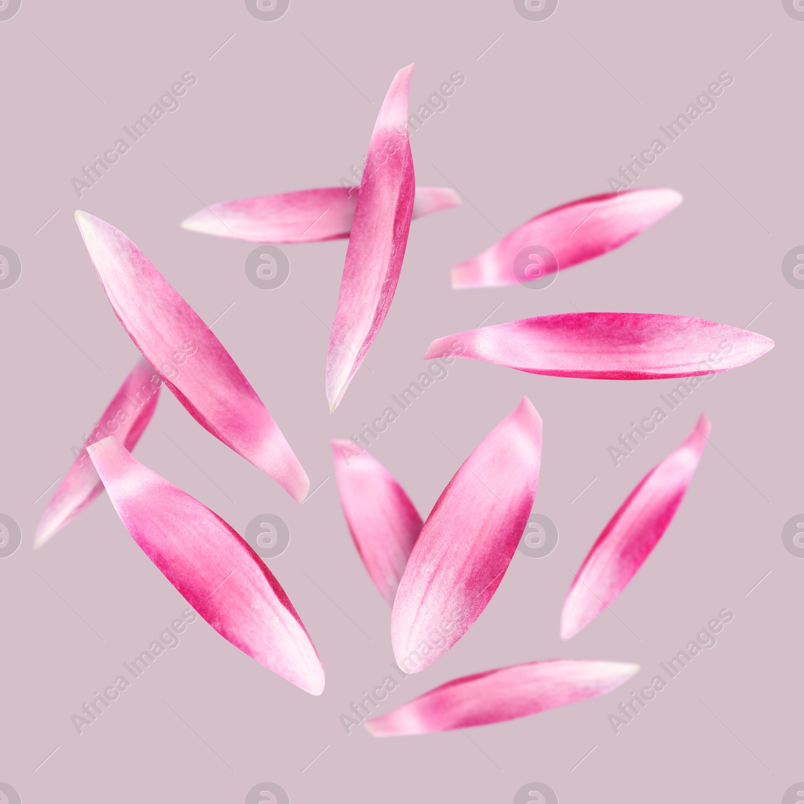 Image of Lotus flower petals falling on pale pink background