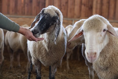 Photo of Man feeding sheep on farm, closeup. Cute animals