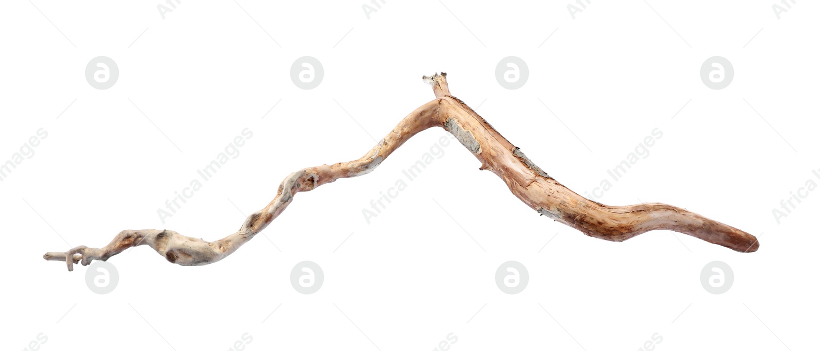 Photo of Old dry tree branch isolated on white, top view