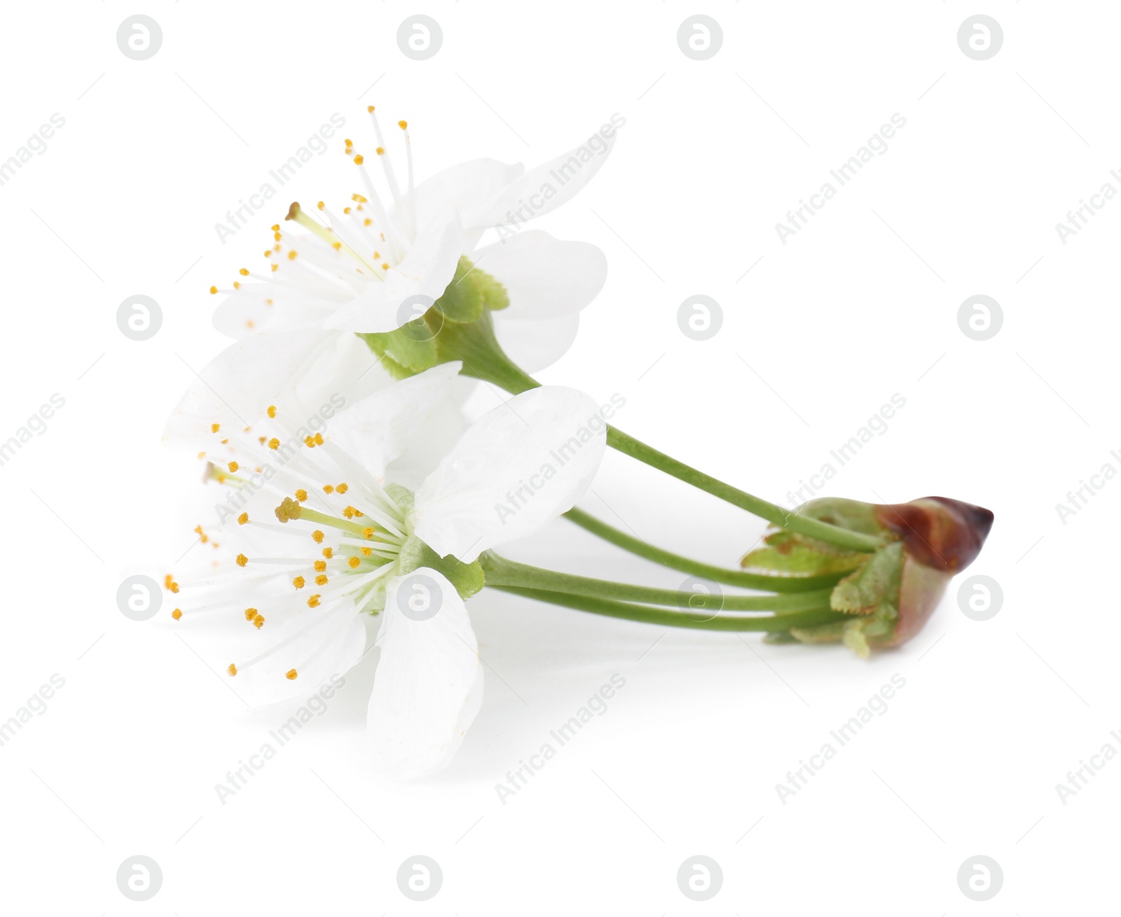 Photo of Beautiful spring tree blossoms isolated on white