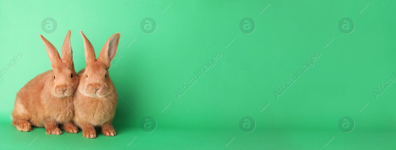 Photo of Cute bunnies on green background, space for text. Easter symbol