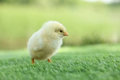 Cute chick on green artificial grass outdoors, closeup with space for text. Baby animal