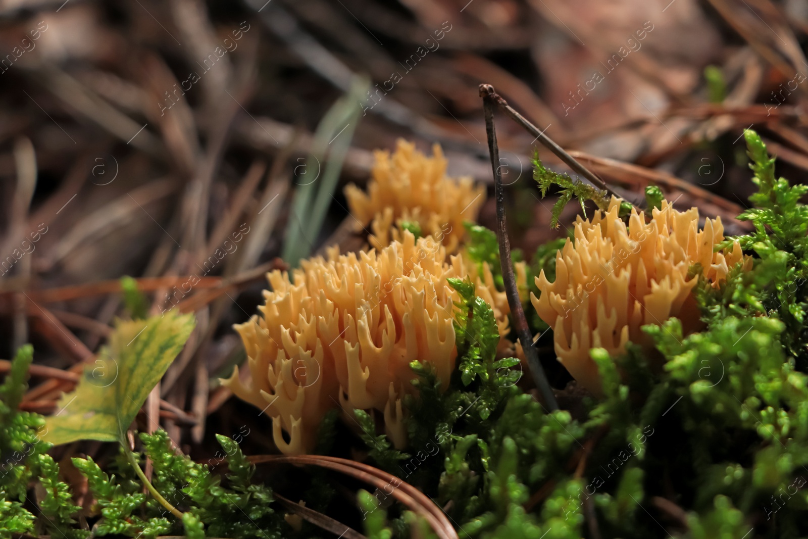 Photo of Ramaria flava mushrooms growing in forest, closeup