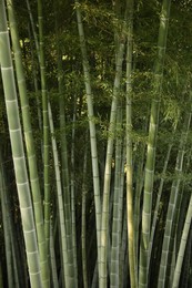 Beautiful green bamboo plants growing in forest