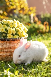 Cute white rabbit near wicker basket with flowers on grass outdoors
