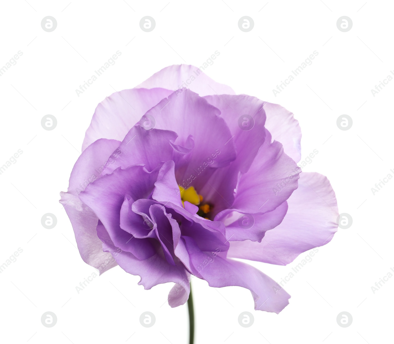 Photo of Beautiful Eustoma flower on white background