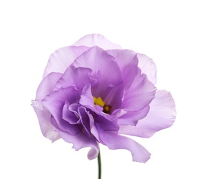 Photo of Beautiful Eustoma flower on white background